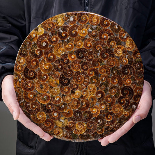 "Wheel of Time" Madagascar Colored Snail Fossil Disc