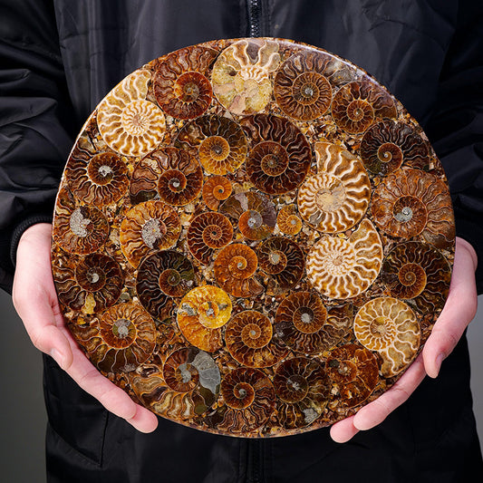 "Wheel of Time" Madagascar Colored Snail Fossil Disc