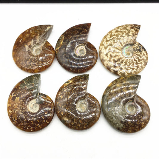 Madagascar natural ammonite fossil with rainbow iridescence